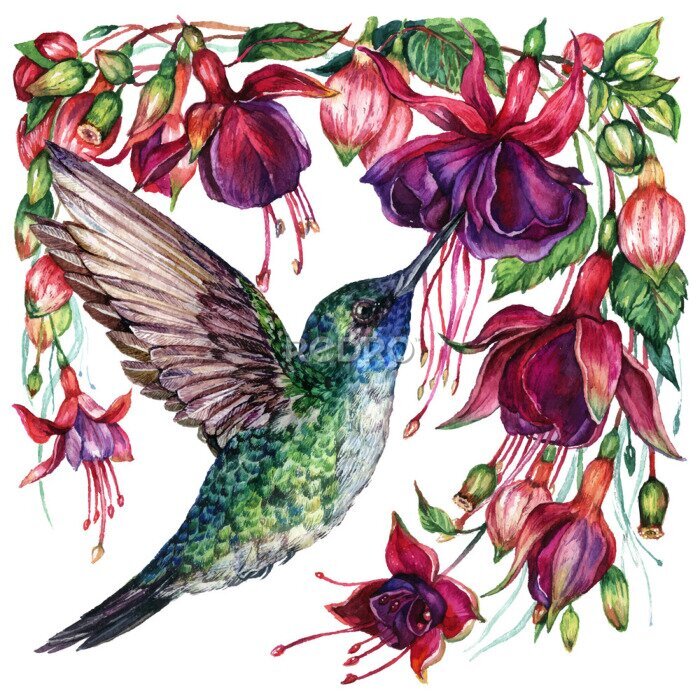 Poster Kolibrie nipt nectar van bloemen