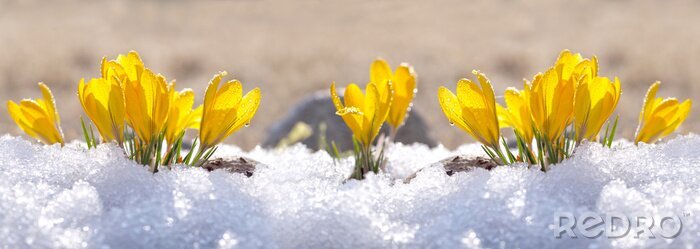 Poster Kondigt de lenteprimula's in de sneeuw aan
