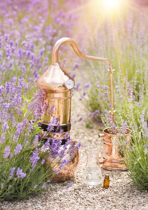 Poster Koperen distilleerder tussen lavendel