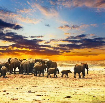 Kudde dieren op de savanne