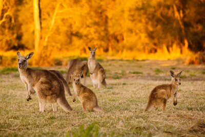 Poster Kudde van kangoeroes bij schemering