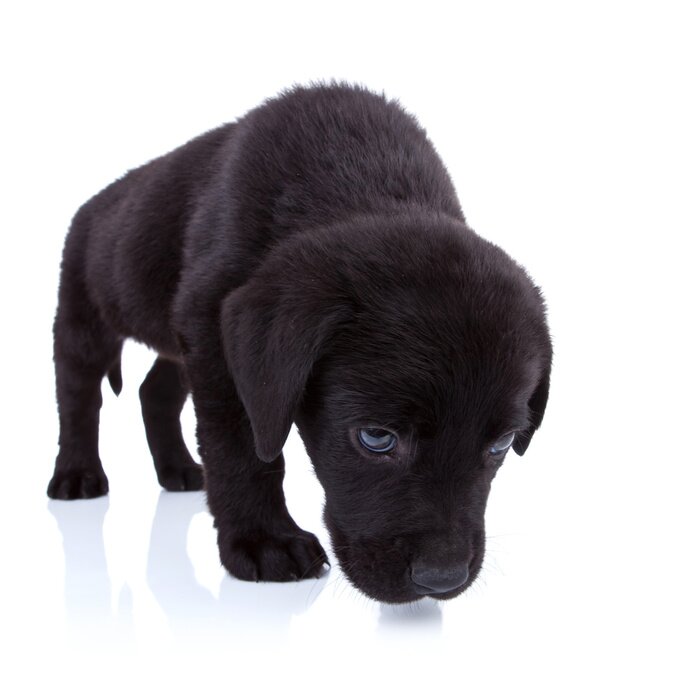 Poster Labrador huisdier