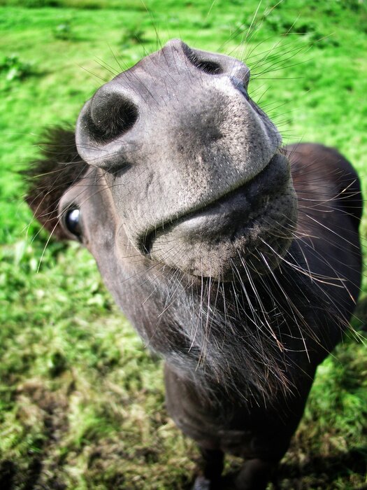 Poster Lachend paard