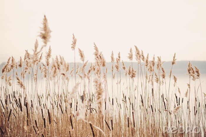 Poster Lakeside met gras