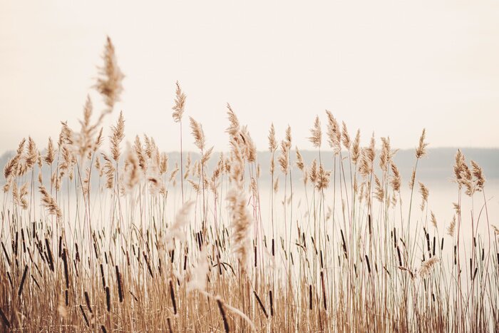 Poster Lakeside met gras