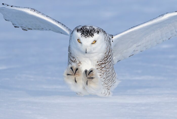 Poster Landing sneeuwuil