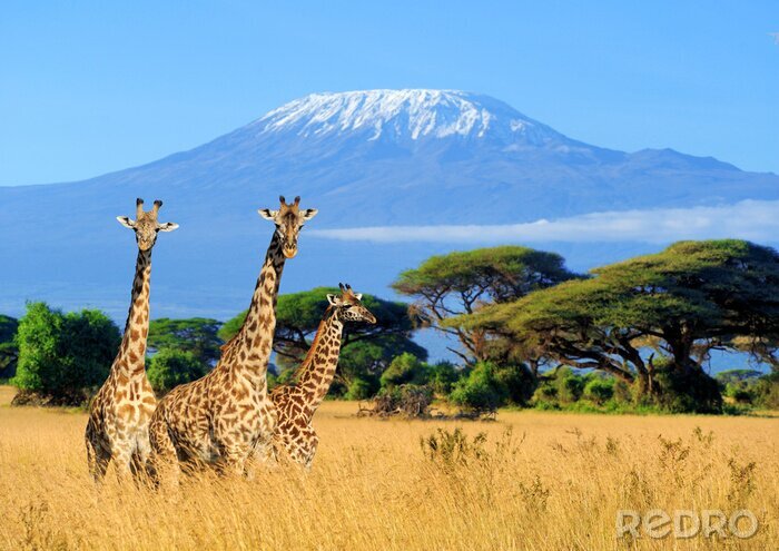 Poster Landschap met dieren in Kenia