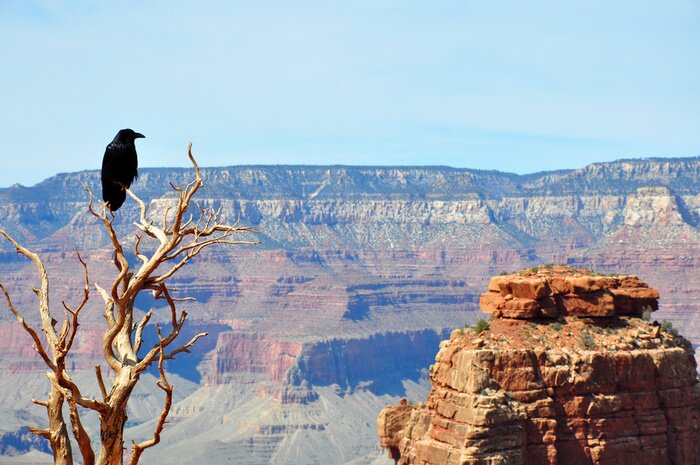 Poster Landschap met een kraai