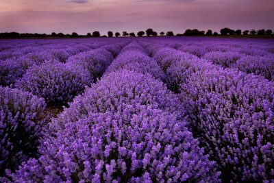 Landschap met een lavendelplantage