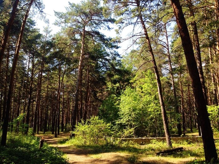 Poster Landschap met een open plek in het bos