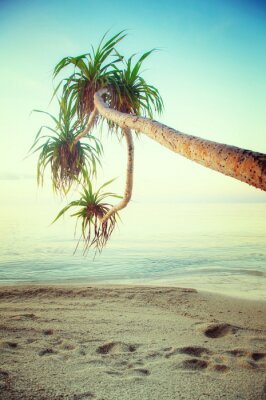 Poster Landschap met een palmboom