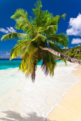 Landschap met een palmboom en een wit strand