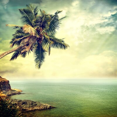 Poster Landschap met een palmboom op de voorgrond