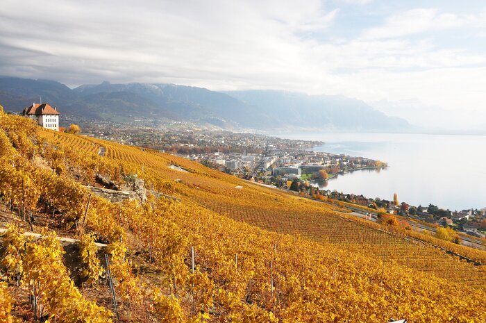 Poster Landschap met een wijngaard op een heuvel