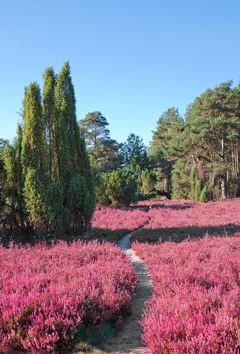 Poster Landschap met heide