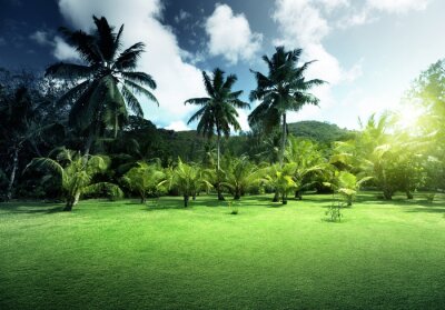 Poster Landschap met kokospalmen