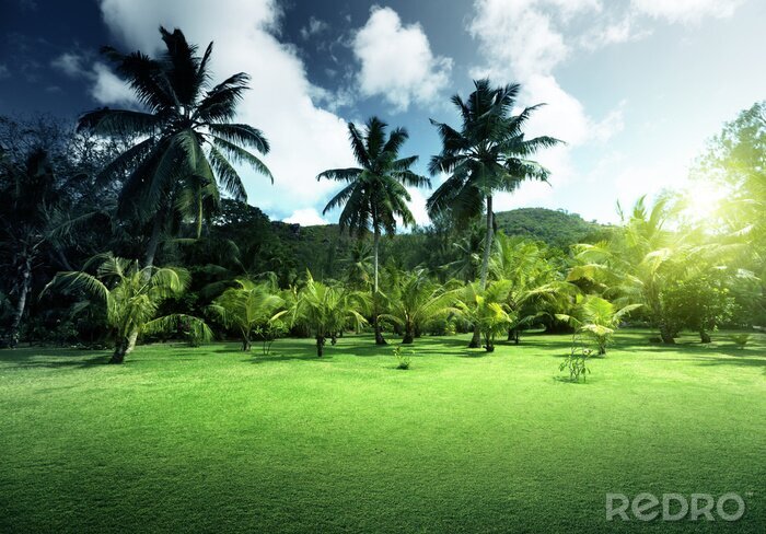 Poster Landschap met kokospalmen