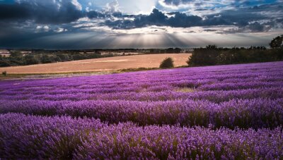 Poster Landschap met lavendel en mooie lucht