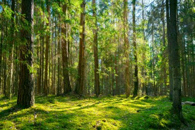 Landschap van een groene open plek in het bos