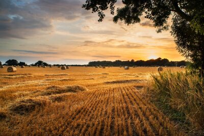 Landschap van een veld bij zonsondergang
