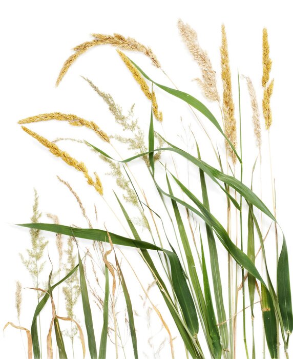 Poster Lange grassprieten en graszaad