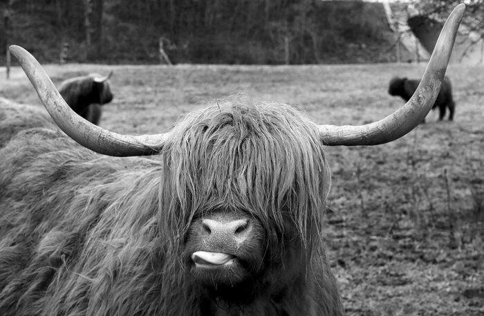 Poster Langharige koe met uitgestoken tong