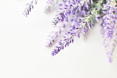 Lavendel bloem close-up