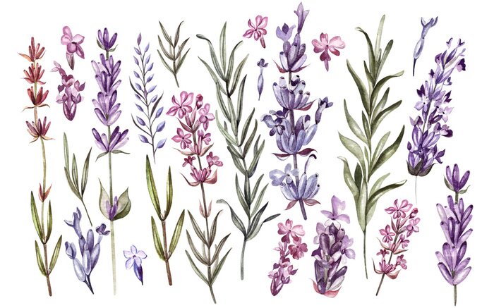 Poster Lavendel bloemen en bladeren gravure