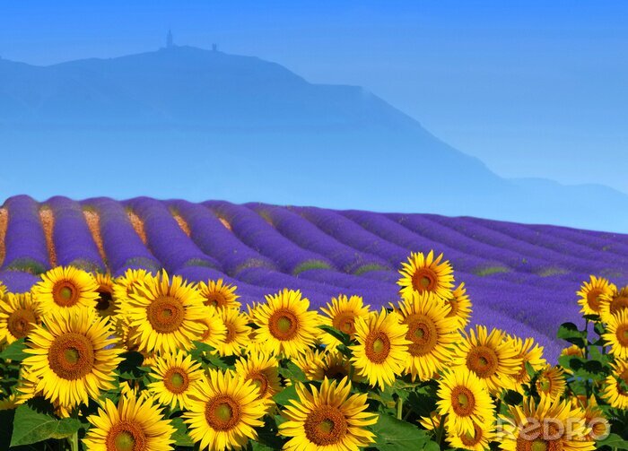 Poster Lavendel en zonnebloemen in het veld