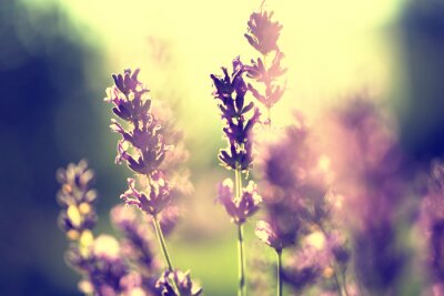 Lavendel en zonsondergang