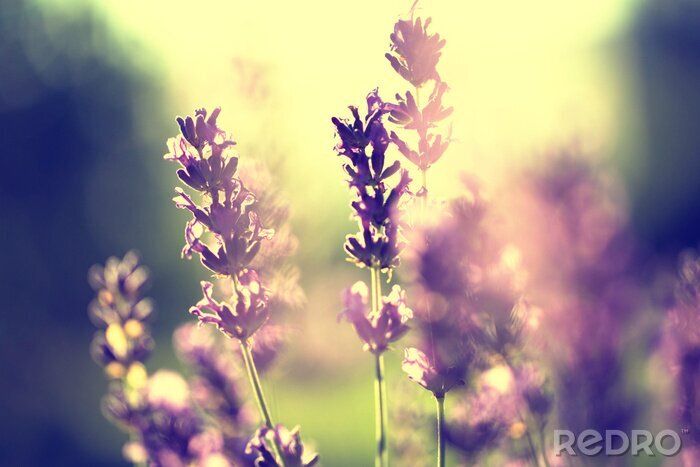 Poster Lavendel en zonsondergang