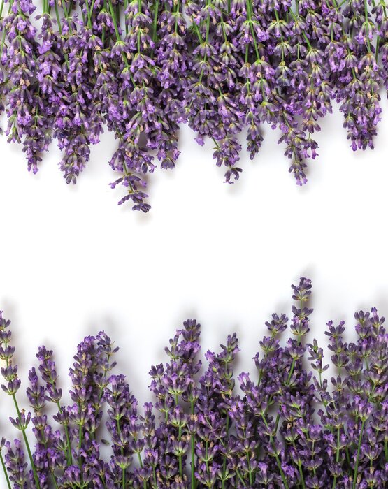 Poster Lavendel gerangschikt in twee terpen