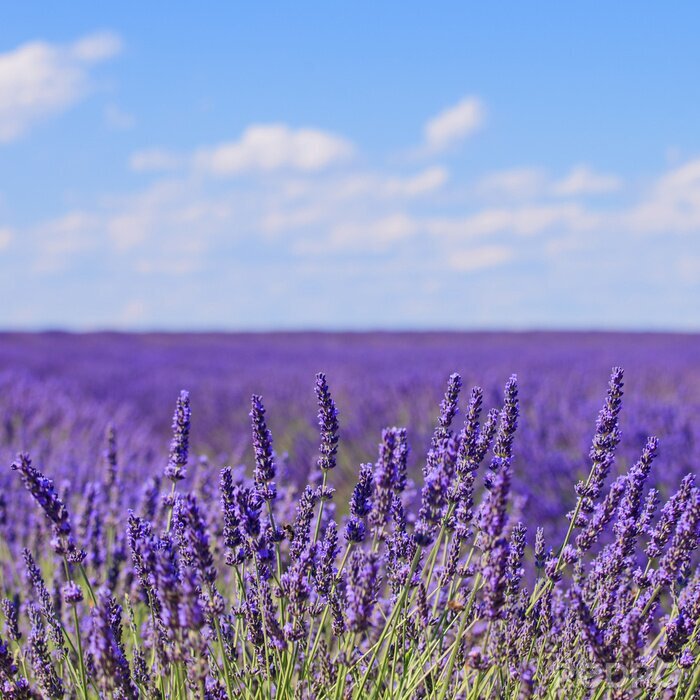 Poster Lavendel in bloei en zomerse lucht