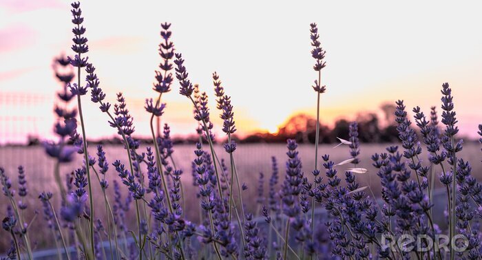 Poster Lavendel takjes op de achtergrond van een wazig veld
