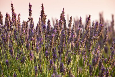Lavendel uit de Provence
