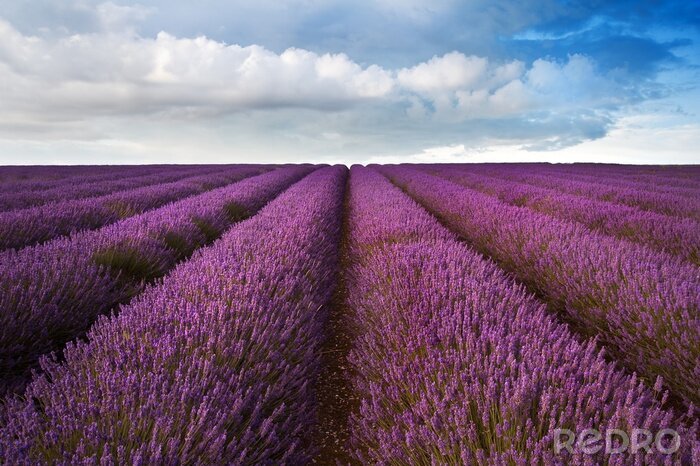 Poster Lavendel veld onder de wolken