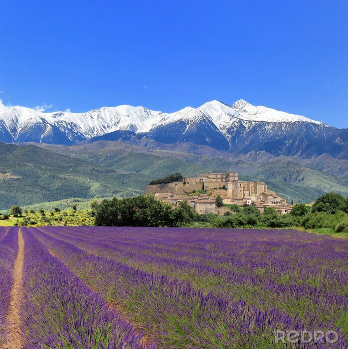 Poster Lavendel veld op een achtergrond van besneeuwde bergen