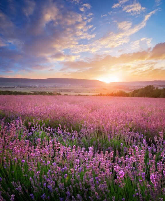 Poster Lavendel veld zomer landschap