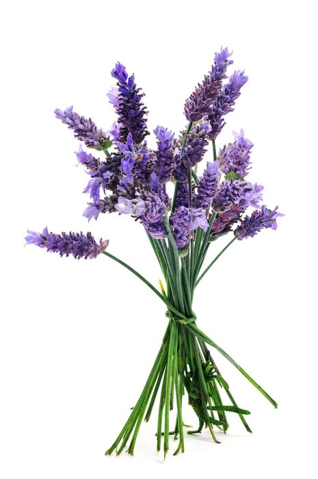 Poster Lavendelmotief in het boeket