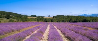 Lavendelplantage in Frankrijk