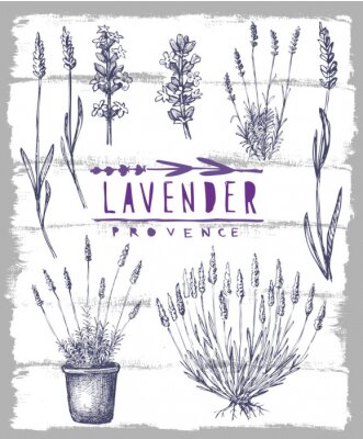Poster Lavendeltakjes en lavendel in een pot op een grijze en witte achtergrond