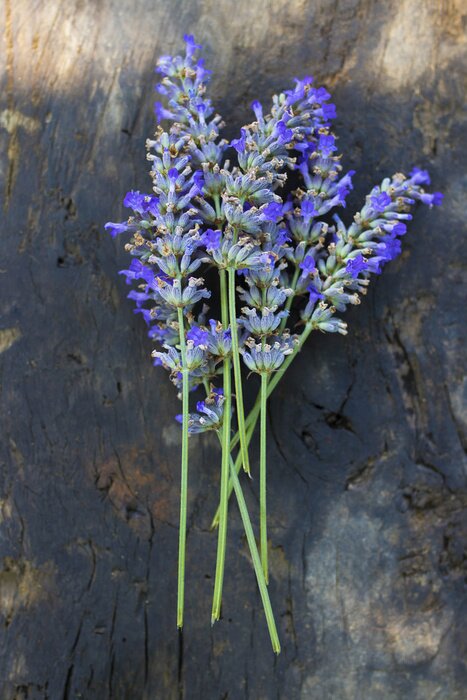Poster Lavendeltakjes gerangschikt op een donkere stam