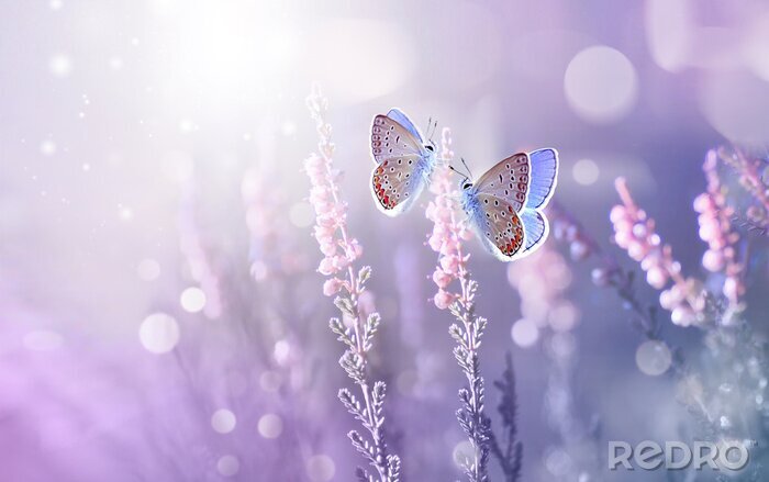 Poster Lavendelveld en vlinders in een magische gloed