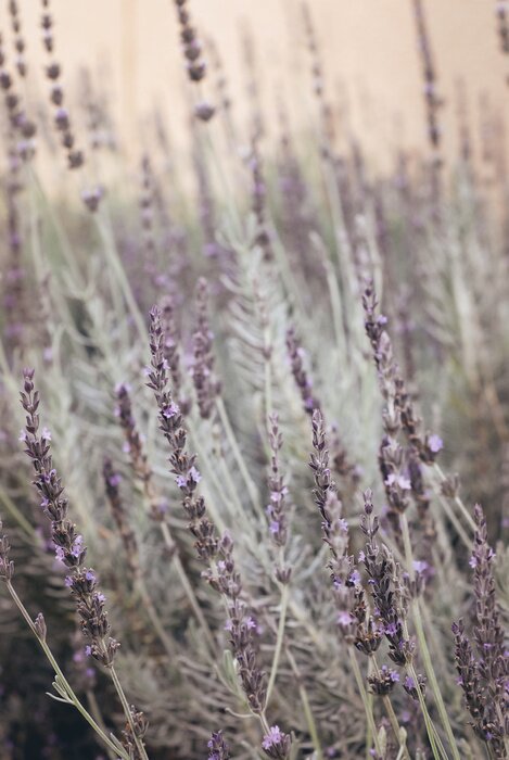 Poster Lavendelveld in bloei