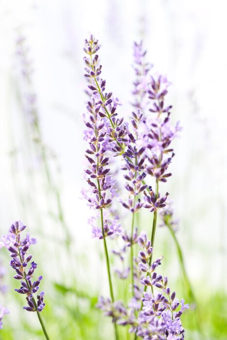 Poster Lavendelveld met kleine bloemen