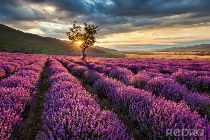 Poster Lavendelveld op een achtergrond van wolken