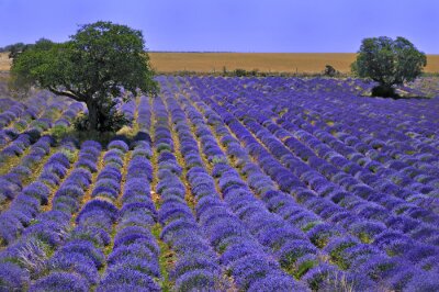 Lavendelzaailingen op een veld