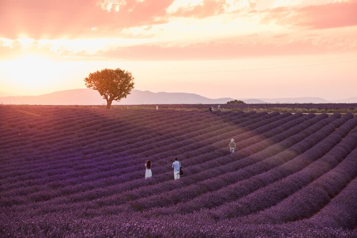 Poster Lavender rows lines at sunset, Provence fields landscape, France.