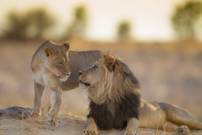 Poster Leeuw en leeuwin bij zonsondergang