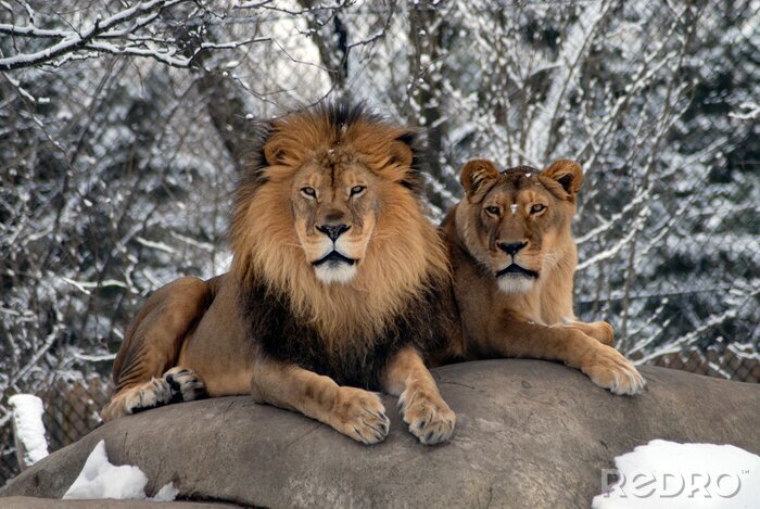 Poster Leeuw en leeuwin op de rots